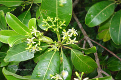 Acronychia pedunculata